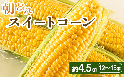 朝どれスイートコーン 4.5kg(12～15本)  - トウモロコシ とうもろこし 野菜 国産 産地直送 期間限定 季節限定 旬彩ファームやまさき sy-0002