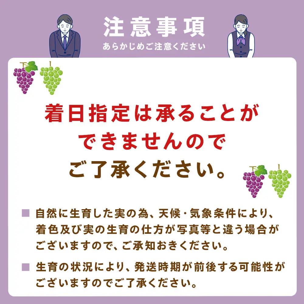 累計注文数1000件突破！2026　ナガノパープル　【訳あり粒抜け等】　房複数　約1kg弱　長野県産  【10月初旬頃～順次発送予定】国際特許有機肥料栽培
