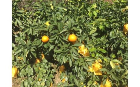 【11月中旬から発送予定】愛果28号＜小玉＞約9kg （ 愛媛産 愛媛県産 国産 愛媛みかん 愛媛蜜柑 愛媛ミカン みかん ミカン mikan 蜜柑 柑橘 フルーツ 果物 くだもの お取り寄せ 産地直