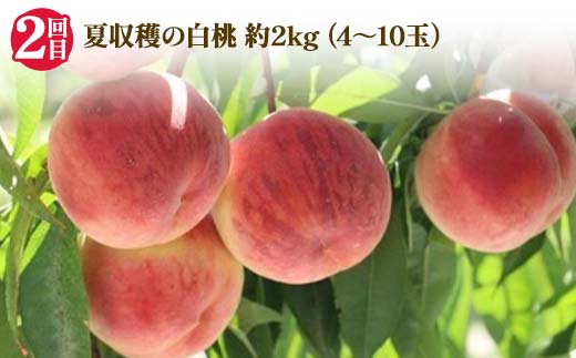 2026年先行受付 【定期便3回】人気フルーツベスト3 さくらんぼ 桃 シャインマスカット 山形県 中山町 F4A-1018
