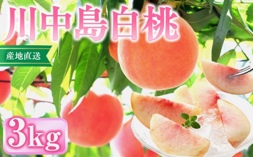 
                  前島農家　川中島白桃約3kg（8個～12個） |  桃 フルーツ 果物 旬   人気 おすすめ ギフト プレゼント 送料無料 長野県 長野市 信州 信濃 ふるさと納税
                