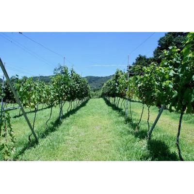 ふるさと納税 太子町 太子ワイン2本セット |  | 01