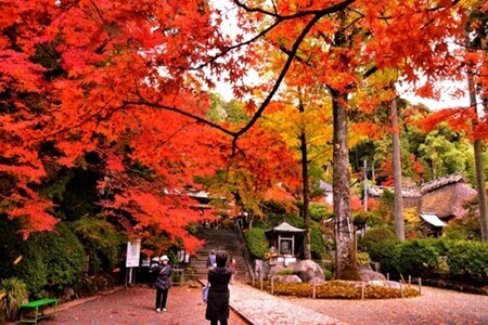 大興善寺契園入園・お茶席券【大人旅 癒し つつじ もみじ もみじ狩り 紅葉 新緑 山歩き ひとり旅 散策】 Z4-F004001