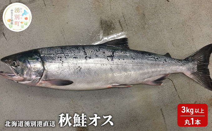 先行予約北海道 湧別港直送 秋鮭 オス 3kg以上（丸1本）納期指定不可 鮭 さけ サケ 海鮮 魚介 国産 生 冷蔵 産地直送 オホーツク 魚貝類 サーモン 