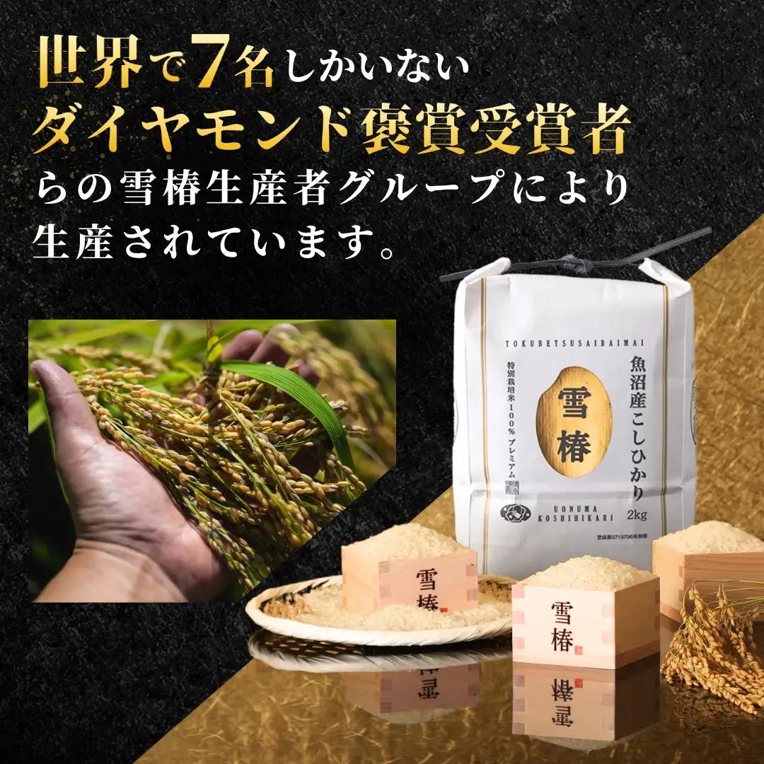 【寄付額見直し】3ヶ月定期便 魚沼産コシヒカリ 雪椿 10kg (5キロ×2袋) 特別栽培  | 魚沼 津南町 令和7年産