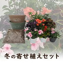 【ふるさと納税】冬の寄せ植えセット　【新潟市】　お届け：2024年12月上旬～2025年2月下旬