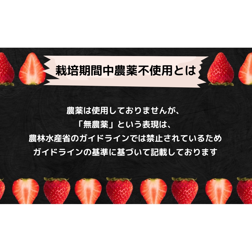 【2026年1月頃より順次発送】KISAI BERRY 大粒 30個 【数量限定】 | 栽培期間中農薬不使用 苺 いちご イチゴ 徳島 鳴門 果物 フルーツ スムージー ジャム_イメージ4