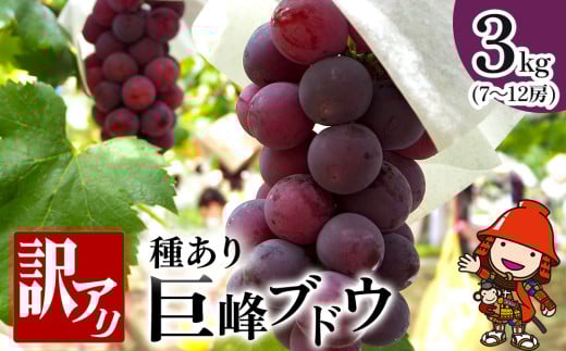 種あり 巨峰 ブドウ (訳あり) 約3kg (約7～12房)  | ブドウ ぶどう 葡萄 果物 フルーツ 果実 くだもの 訳あり 訳アリ 家庭用 産地直送 大分県産 九州産 大分県 中津市