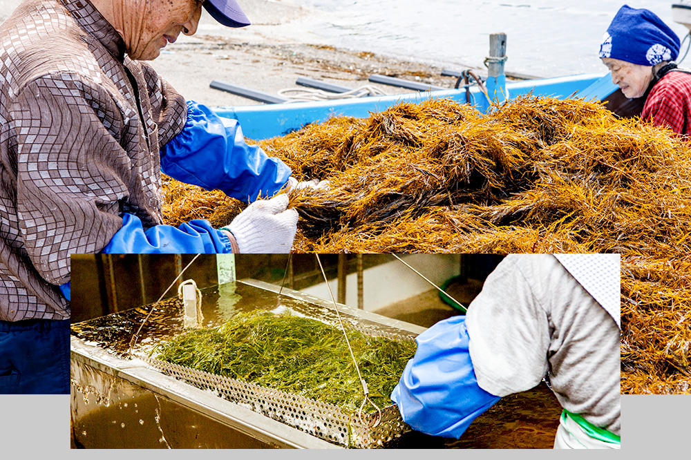 ぎばさ(あかもく) 200g×50個セット