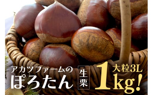 生栗 1kg 特大 3Lサイズ以上 栗 くり ぽろたん 国産 国産栗 和栗 ギフト プレゼント 特大 大きい 大粒 秋 旬 おやつ スイーツ 果物 フルーツ 焼き栗 栗ご飯 栗きんとん 栗おこわ アカツファーム 笠間 栗生産量 日本一 いばらき