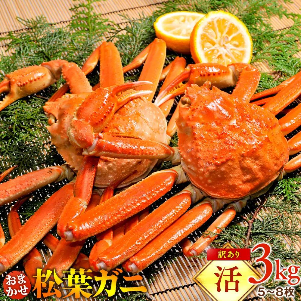 【活】訳あり 松葉ガニ おまかせ3kg（5～8枚）※2026年11月上旬～2027年3月下旬頃に順次発送予定 ※着日指定不可 松葉ガニ