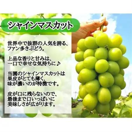 【2026年先行受付】お試しフルーツ王国岡山シャインマスカット1.2kg以上!　朝採れぶどう2～3房【配送不可地域：離島】【1633322】