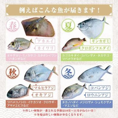 ふるさと納税 肝付町 漁師厳選!ロコフィッシュ(地魚)  鮮魚 ボックス(約1kg)【発泡スチロール包装】　P78002 |  | 02
