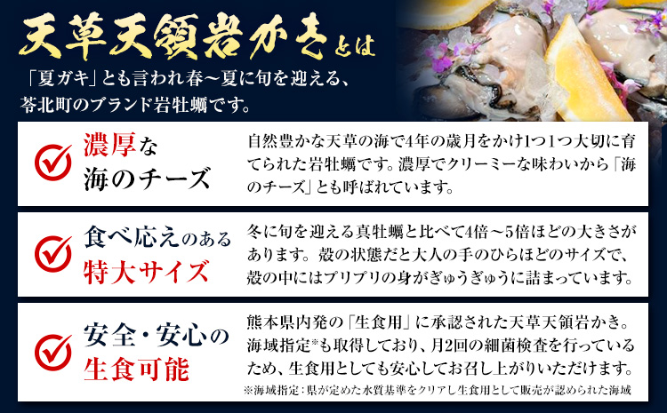 浜崎水産の天草天領岩かき 約5kg 《4月上旬‐7月末出荷》 【配送不可地域あり】 海鮮 海産物 海の幸 シーフード 魚貝類 かき 牡蠣 岩かき 岩牡蠣 夏牡蠣 生食用 生もの 濃厚 熊本県 苓北町-