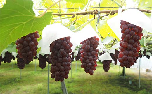 【令和8年産先行予約】 朝どりデラウェア 3箱 (1箱5房前後入