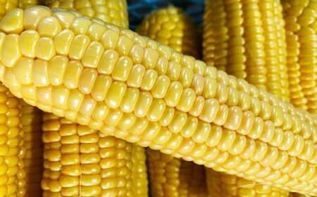 朝採りとうもろこし 恵味ゴールド 10本入り 【2026年7月上旬～8月上旬発送予定】