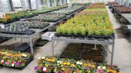 【ふるなびWEEK対象】夏の花壇苗40個詰め合わせ　４月～６月発送　FN-Limited-WE