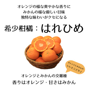 【先行予約】【2025年12月下旬頃発送】はれひめ 約2.5kg みきゃん箱入 愛媛県産 柑橘 みかん 贈答 可愛い 愛媛県 松山市【SSK009】