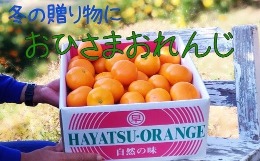 【ふるさと納税】L-103 おひさまおれんじ3kg 希少 みかん ミカン 蜜柑 フルーツ くだもの 果物 ミネラル豊富 太良町 国産 人気 おすすめ ギフト贈り物 ギフト 濃厚 ジューシー 甘い
