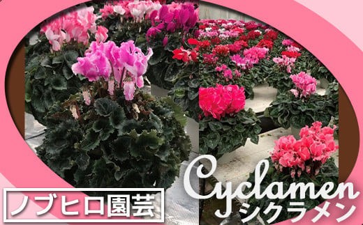 
                  【ノブヒロ園芸】シクラメン　6号鉢　＜赤系・ピンク系・おまかせ から選択＞
                