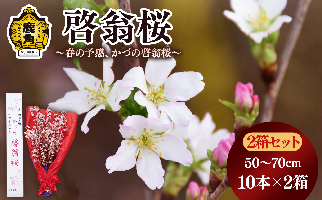 
            啓翁桜（50～70cm × 10本）2箱セット【さとう農園】●12/19までの申し込みで年内配送可能 生花 花 インテリア 春 冬 花見 お正月 結婚 卒園 卒業 プレゼント お土産 母の日 贈り物 贈答用 家庭用 グルメ ギフト 故郷 秋田 あきた 鹿角市 鹿角 送料無料 
          