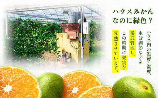 C-2【先行予約】 グリーンハウスみかん　5ｋｇ【2025年7月中旬～8月末まで発送予定】みかん 蜜柑 ミカン ハウスみかん フルーツ 果物 くだもの 果実 冷蔵 フレッシュ 美味しい 人気 ビタミン