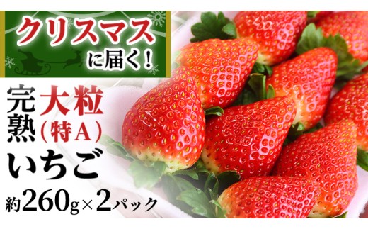 【12/25 到着】 クリスマス に届く 完熟 いちご  約260g×2パック 数量限定 完熟いちご やよいひめ かおり野 とちおとめ 国産 いちご イチゴ 苺 旬のいちご 贈り物 果物 フルーツ 茨