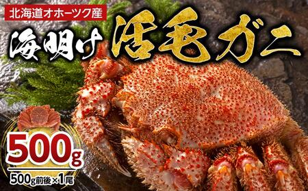 【先行予約】北海道オホーツク産海明け活毛ガニ　ボイル未冷凍配送(チルド 冷蔵配送)　500g前後　1尾（2026年3月下旬より発送予定）|  かに かに かに かに かに かに _03499