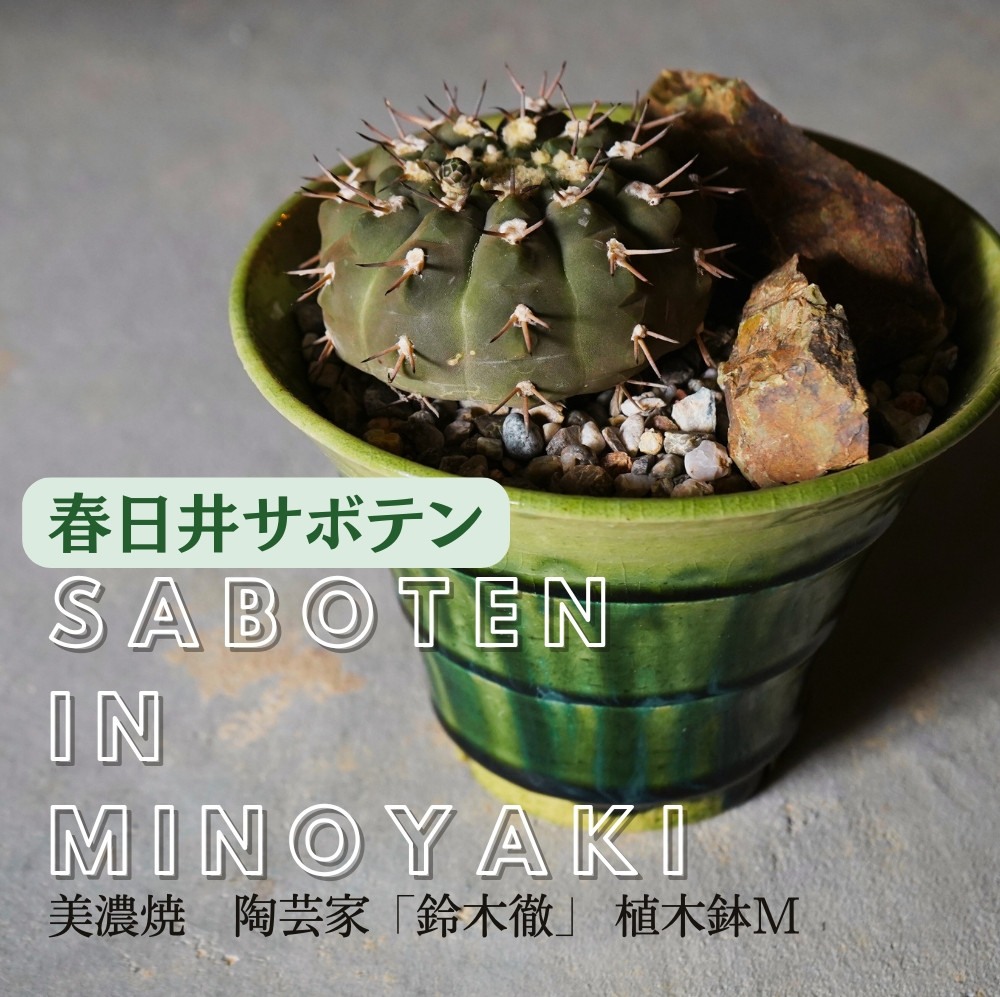 多治見市×春日井市コラボ 【美濃焼】 陶芸家「鈴木徹」 植木鉢 M × 【日本有数のサボテン産地】 春日井市の名店 後藤サボテン