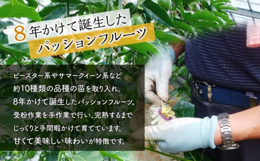 期間・数量限定８年かけて誕生した宮崎県産極上パッションフルーツ　Ｌ　2kg_M057-005