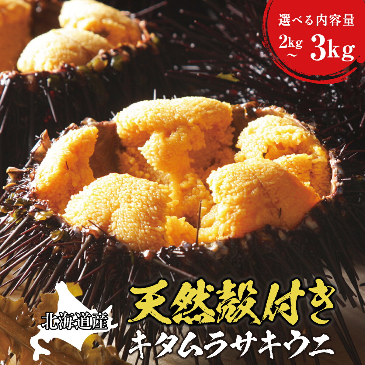 【ふるさと納税】「2026年6月以降順次発送」天然 殻付き キタムラサキウニ 北海道産 選べる容量 2kg (約18～20個) 3kg (約27～30個) 期間限定 旬 大きな身 殻付 採れたて 鮮度抜群 新鮮 産地直送 活き 雲丹 生ウニ 焼きウニ 海鮮丼 おつまみ 北海道 松前町 送料無料 MATB012