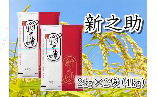 【令和7年産】 新之助 4kg (2kg×2袋) 白米 精米 井上米穀店  1I15016