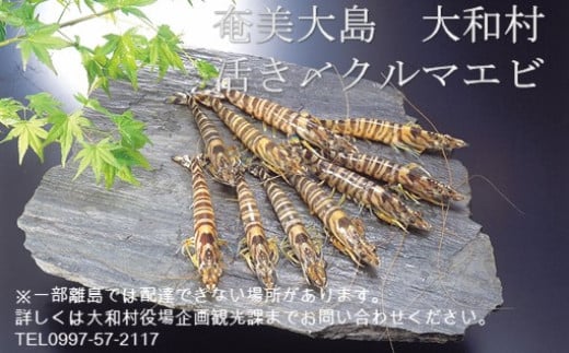 いわさき活〆冷凍車海老（７２０ｇ、２４～３２尾入り）