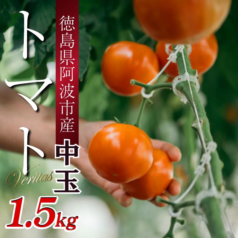 
            【先行予約】 トマト 中玉 1.5kg 野菜 やさい トマト ジュース パスタ スパゲティー ソース サラダ ドレッシング サンドイッチ ハンバーガー ピザ カレー お取り寄せ グルメ 送料無料 徳島県 阿波市 ヴェリタス株式会社
          