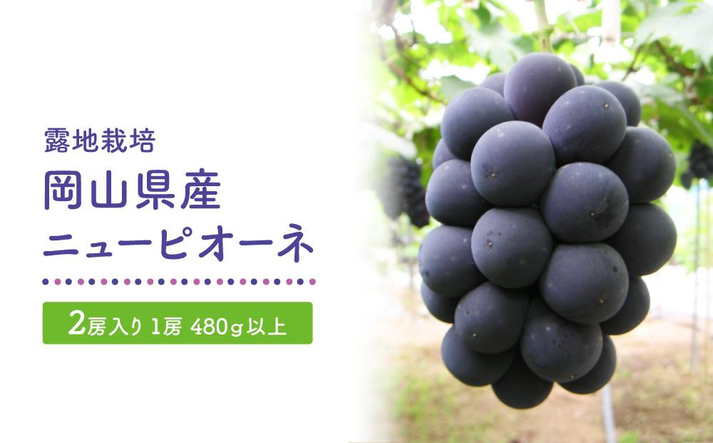 
GV23　【露地栽培】岡山県産ニューピオーネ2房入り（1房480ｇ以上）＜2025年発送【葡萄 ぶどう ニューピオーネ 果物 フルーツ 国産 人気 おすすめ 岡山県 倉敷市】
