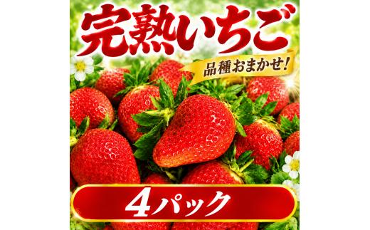 【先行予約】 いちご 約 260g × 4パック 【2026年11月より発送開始】 やよいひめ とちおとめ かおり野 おまかせ 苺 イチゴ いちご 年内お届け 食べ比べ フルーツ 果物 くだもの デザート 野菜 完熟 朝採れ 新鮮 国産 茨城県 筑西市 関東