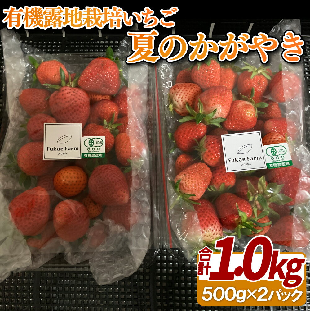 【ふるさと納税】有機露地栽培いちご「夏のかがやき」1kg