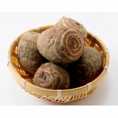 ふるさと納税 小矢部市 【お試しサイズ】里芋「縄文の里芋」2.8kg