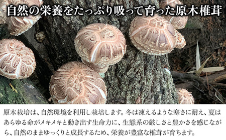 【先行予約】特大 原木生椎茸 400g×2 生しいたけ 生シイタケ 大分県産 九州産 中津市 国産 熨斗対応可 