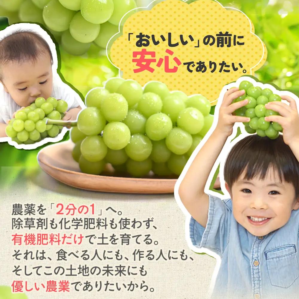 【先行予約】定期便　樹上完熟シャインマスカット（特別栽培）2.4㎏／4房　3回