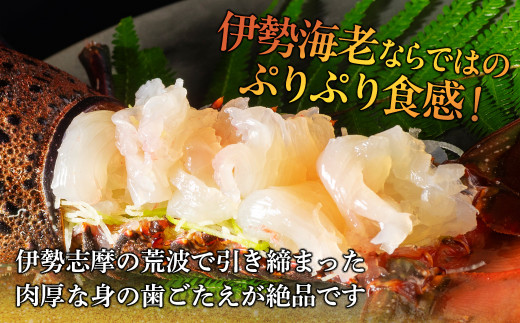 （冷蔵） 伊勢志摩産 活伊勢海老 ２尾入 約500g ／ 丸池 伊勢えび イセエビ 海の幸 三重県 南伊勢町
