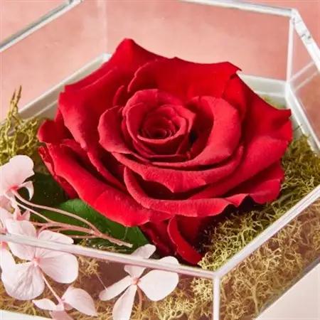 【プレミアム大輪ローズ】モダンプリザーブドフラワーアレンジメント「ダーククリムゾン」_花・観葉植物 造花・プリザーブドフラワー 花 _【1578553】