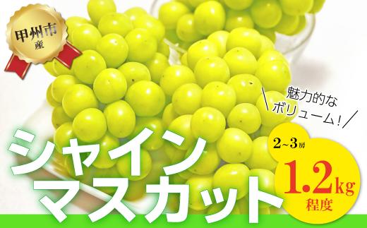 
【訳あり】魅惑のボリューム感『シャインのふるさと甲州』シャインマスカット2～3房(1.2kg程度)【2024年発送】（SFK）B11-855
