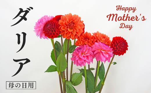 JA44-26B 【先行予約】母の日向け ダリア 生花（3色以上）10本ミックス ／2026年5月上旬 配送 // 母の日 ギフト プレゼント お祝い お花 花 花束 フラワー ダリア 花束 ブーケ