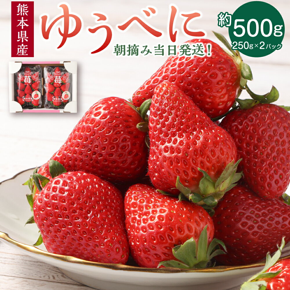 【ふるさと納税】朝摘み当日発送！熊本県産いちご（ゆうべに） 約500g (250g×2パック）フルーツ 果物 いちご 苺 熊本県ブランド品種 九州 熊本県 送料無料 【2026年1月上旬発送開始】