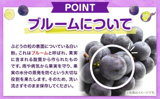 【先行予約】 岡山県産 ニューピオーネ詰合せ 選べる 計 800g 株式会社はちや《8月下旬‐9月下旬頃出荷》岡山県 浅口市 ぶどう 葡萄 フルーツ ギフト 果物 デザート 国産 送料無料【配送不可地