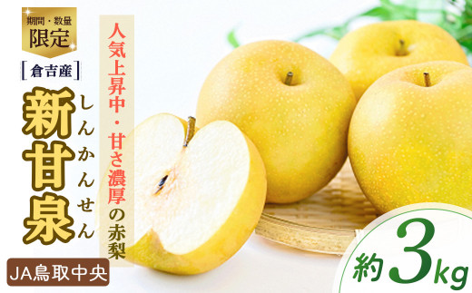 新甘泉【倉吉産】3kg（JA鳥取中央） 鳥取 梨 3kg 果物 フルーツ 和梨 先行予約 数量限定 詰め合わせ 新甘泉