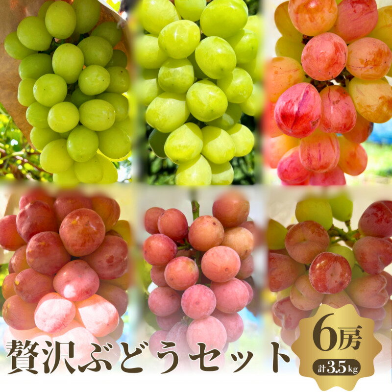 【ふるさと納税】贅沢ぶどうセット4種6房詰め合わせ　お届け：2025年9月上旬～10月中旬まで