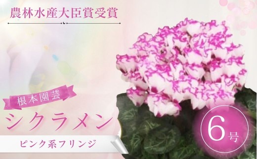 【2026年 先行予約】 シクラメン ピンク系フリンジ 6号鉢 | 花 お花 ガーデンシクラメン レッド 赤 花ギフト フラワーギフト 鉢花 鉢植え ギフト プレゼント 贈答 農林水産大臣賞受賞 根本