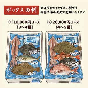 下処理なし 朝獲れ 鮮魚ボックス お試し3～4種 鮮魚
